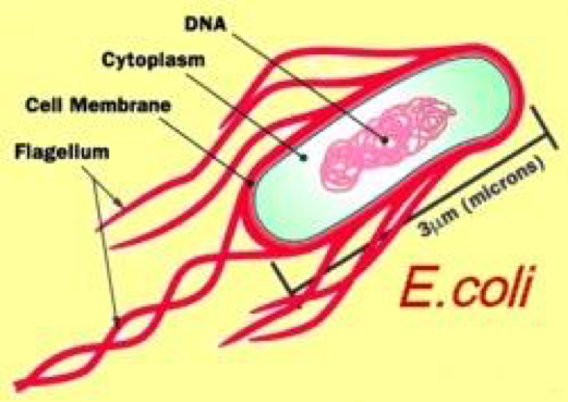 escherichia coli