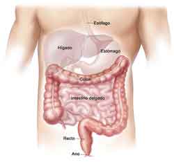 sindrome intestino corto