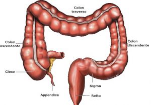 anatomia colon